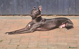 Whippet dogs for stud: Proven KC registered blue whippet for stud in Doncaster - Image 1