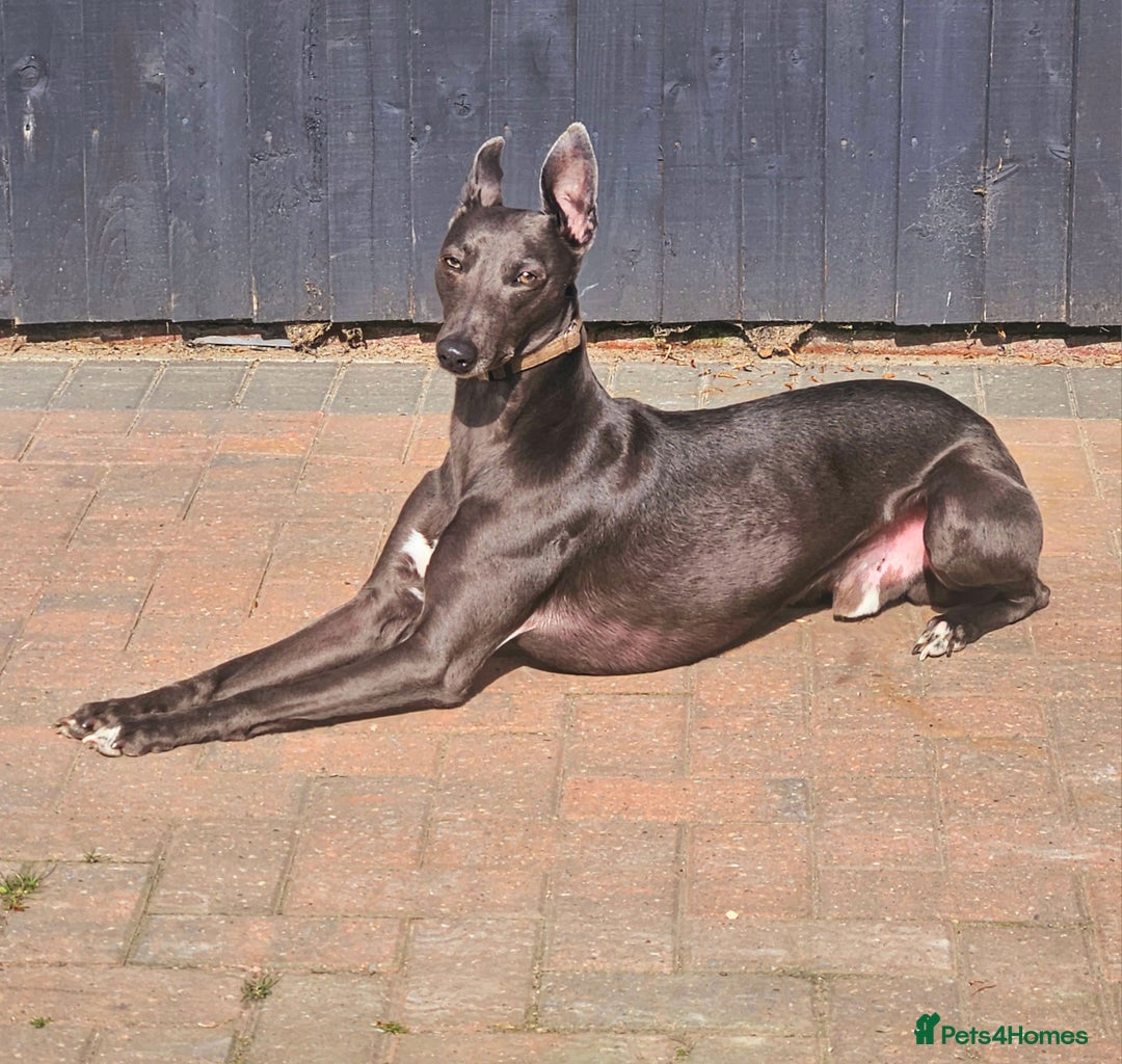 Whippet dogs for stud: Proven KC registered blue whippet for stud in Doncaster - Image 1