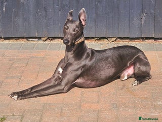 Whippet dogs in Doncaster - Advert 5