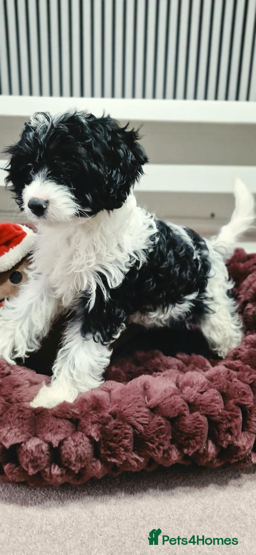 Cavapoo dogs for sale: Rare colour F1 Cavapoo puppy only one available  - Advert 15