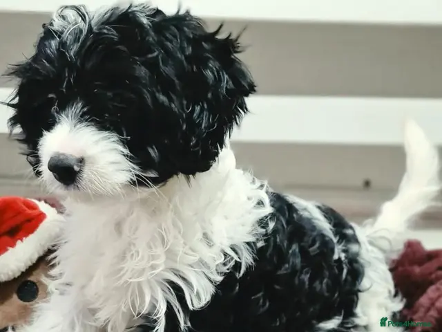 Cavapoo dogs for sale: Rare colour F1 Cavapoo puppy only one available - Advert 15