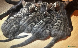 Bengal cats for sale: Bengal cross Bombay kittens - Image 2