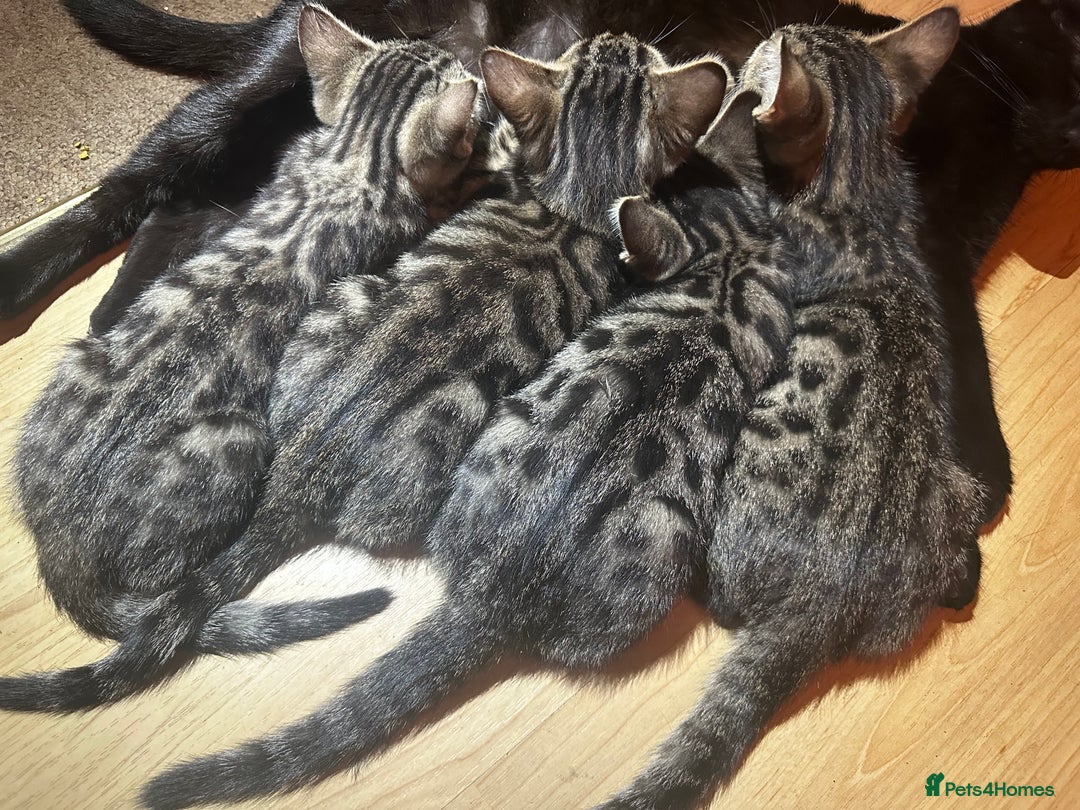 Bengal cats for sale: Bengal cross Bombay kittens - Image 2