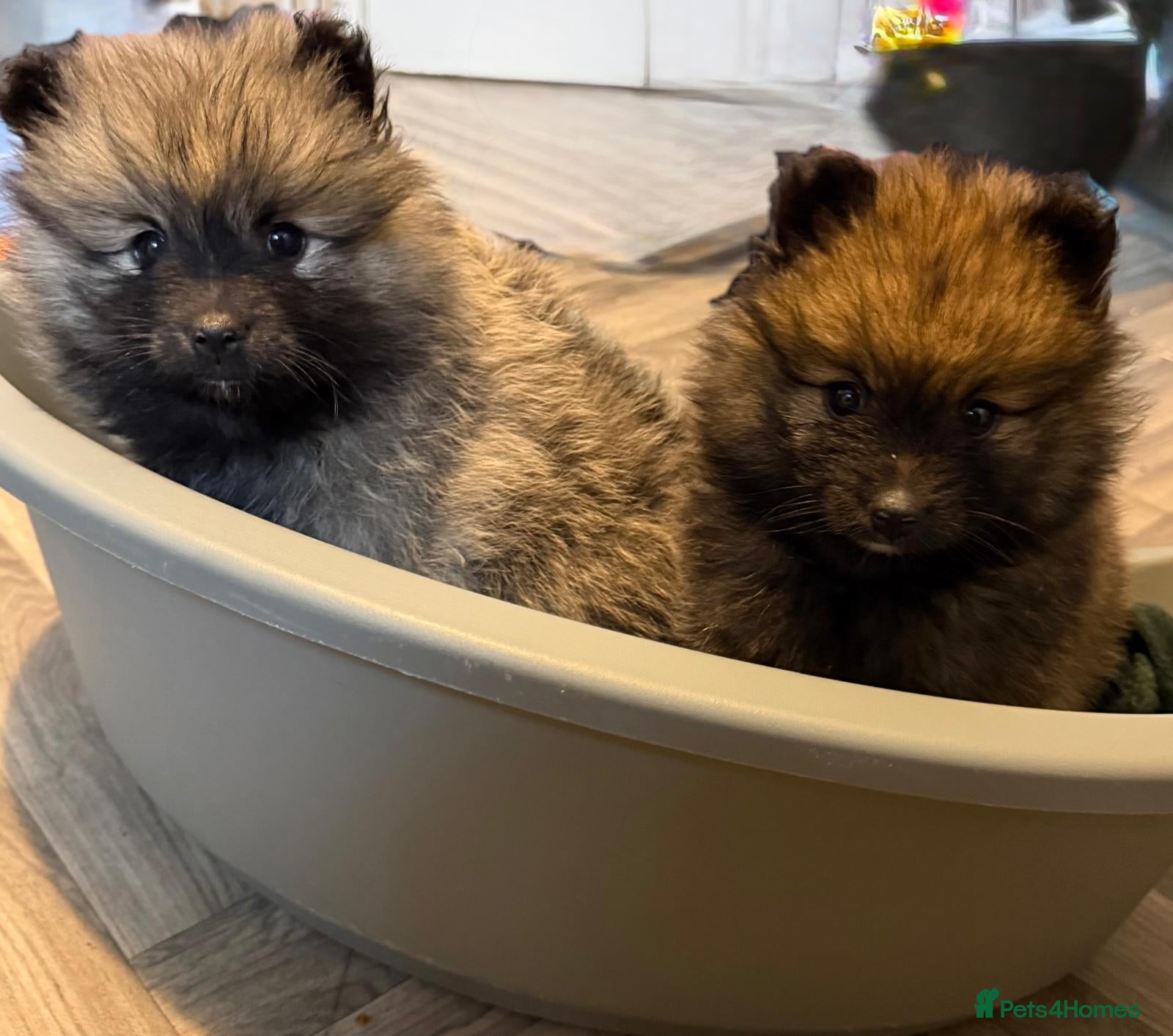 Pomeranian dogs Beautiful little pomeranians - Advert 15