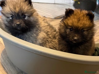 Pomeranian dogs Beautiful little pomeranians - Advert 2