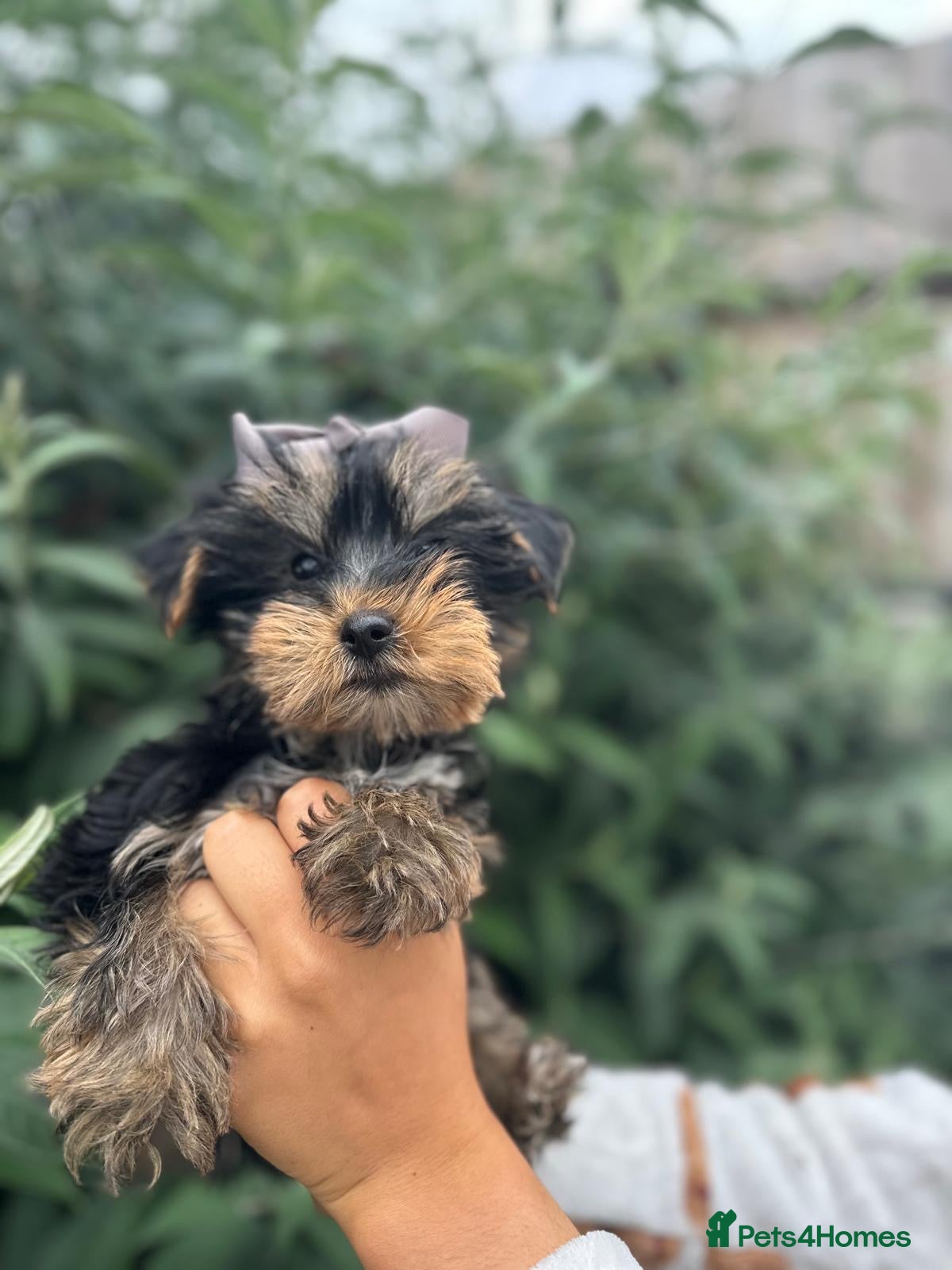Yorkshire Terrier dogs for sale: Beautiful Yorkshire terrier puppy’s ready now - Advert 11