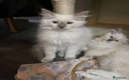 Ragdoll cats for sale: 2 ragdoll boys - Image 2