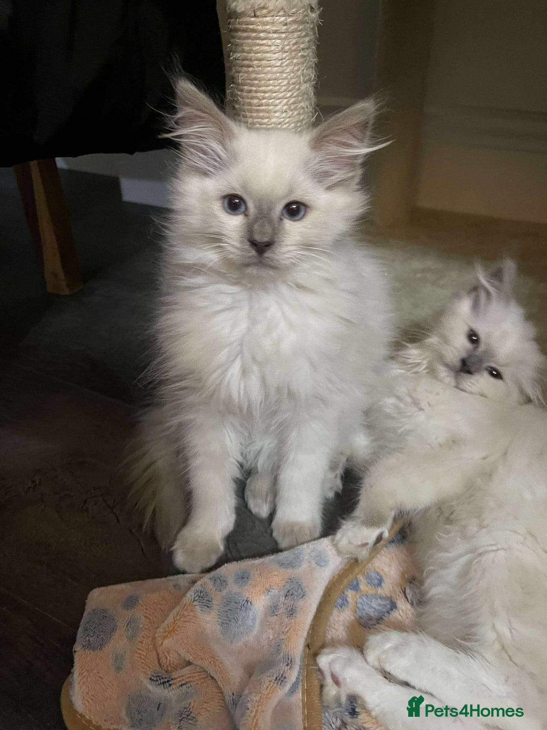 Ragdoll cats for sale: 2 ragdoll boys - Image 2