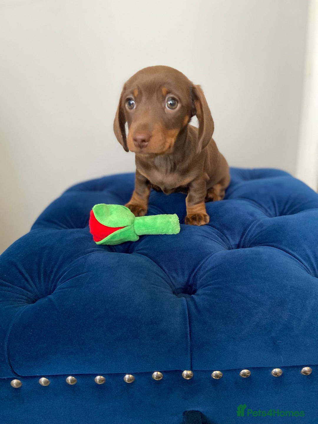 Miniature Dachshund dogs for sale: TURE MINIATURE DACHSHUND  - Advert 3