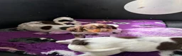 Cocker Spaniel dogs for sale: Bred From Extensively Health Tested Parents - Advert 9