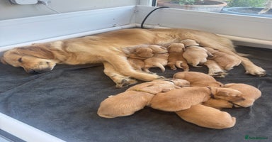 Golden Retriever dogs - Advert 7
