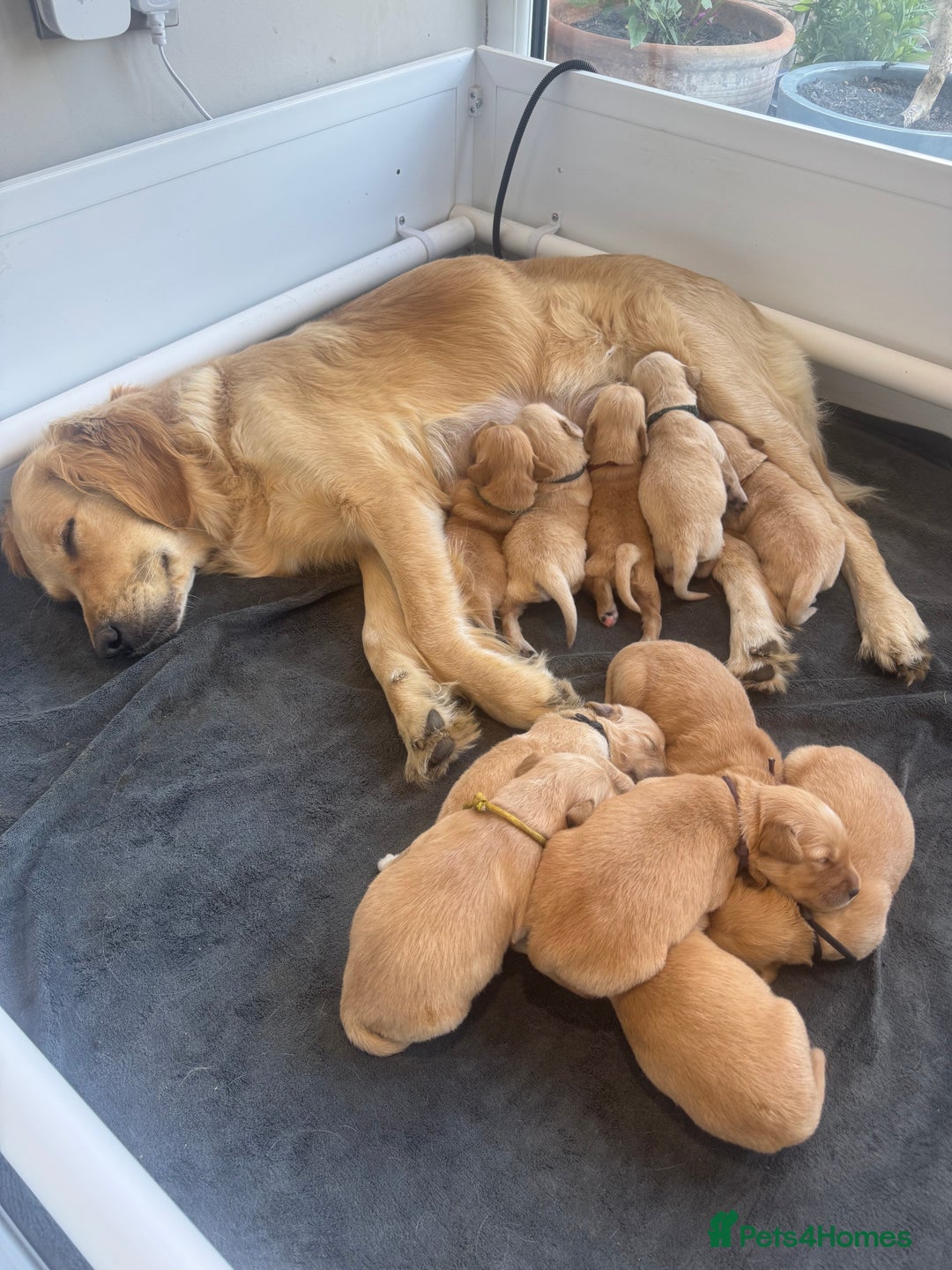Golden Retriever dogs for sale: KC reg Golden retriever puppies - Image 2