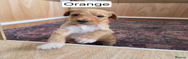 Mr Orange