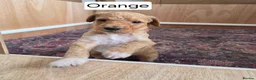 Labradoodle dogs for sale: Standard Multigeneration Labradoodle Backcross - Advert 32