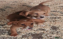 Cocker Spaniel dogs for sale: Fully vaccinated, Working type kc cocker spaniels - Image 14