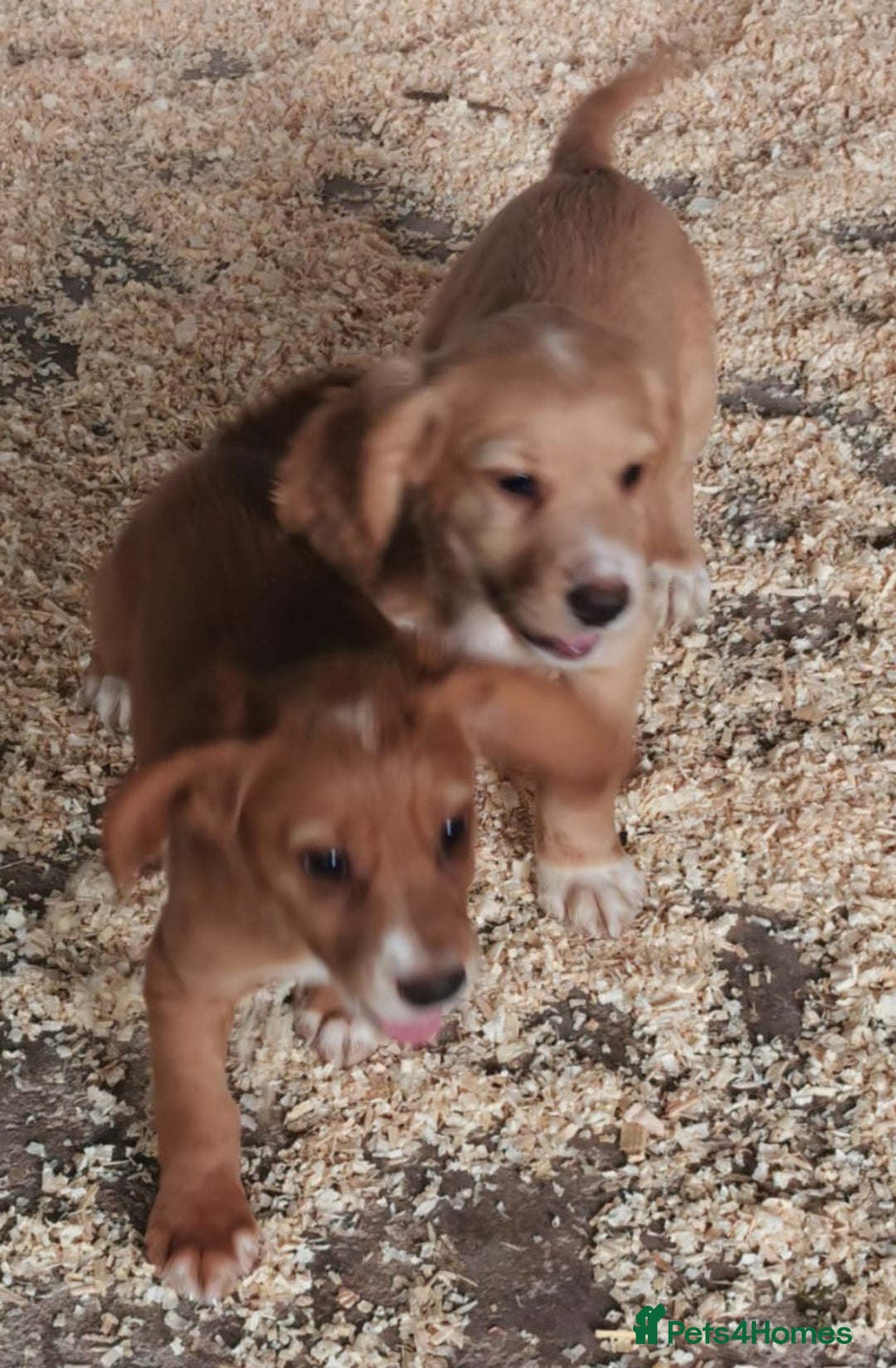 Cocker Spaniel dogs for sale: Fully vaccinated, Working type kc cocker spaniels - Image 14