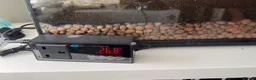 Gecko reptiles for sale: Crested Gecko in Ferndown - Advert 9