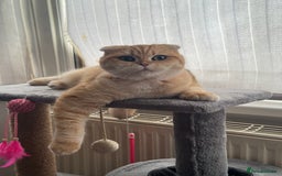 Scottish Fold cats for sale: Scottish fold cat - Image 2