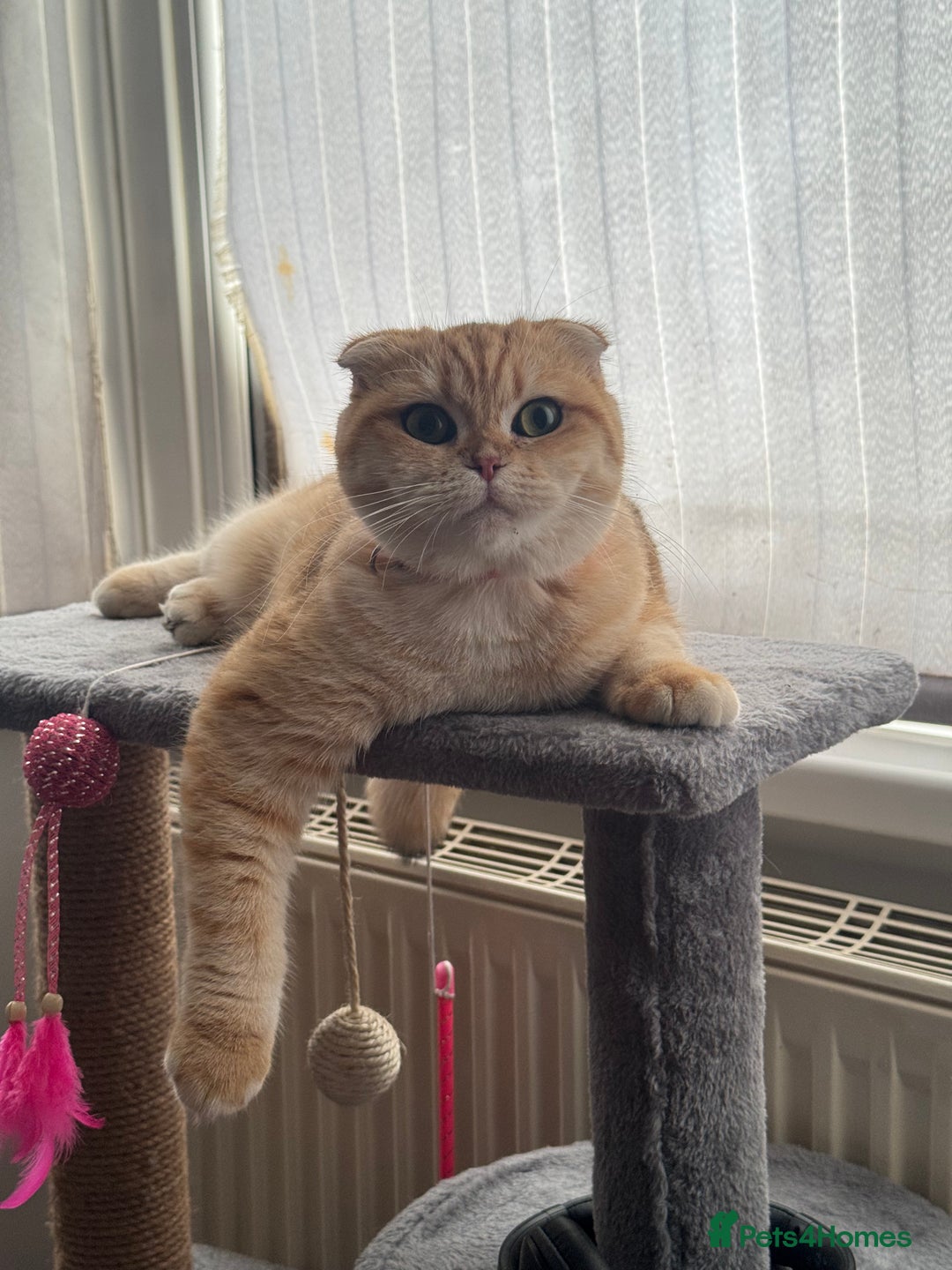Scottish Fold cats for sale: Scottish fold cat - Image 2
