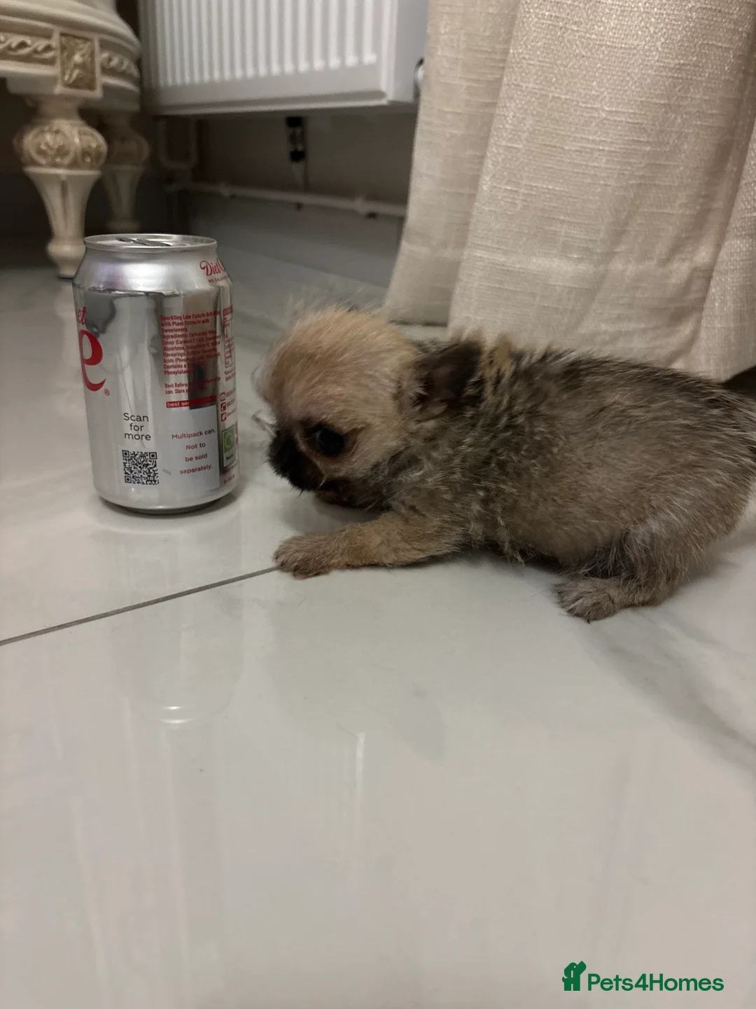 Chihuahua dogs for sale:  **  Chihuahua in Halstead - Advert 5