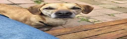 Mixed Breed dogs for adoption: Shy Nikita in Ipswich - Advert 3