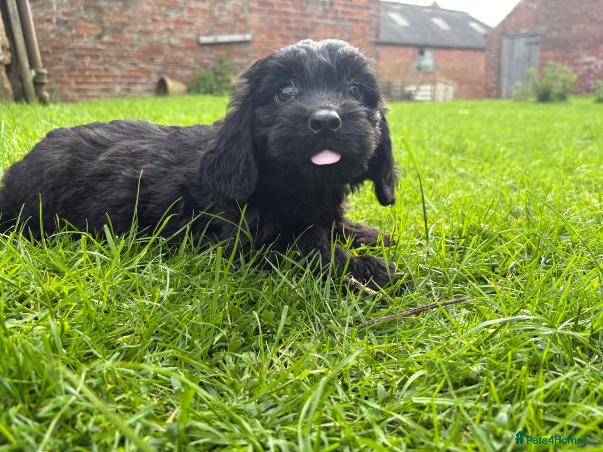 Cockapoo dogs F1 cockapoo puppies - Advert 7