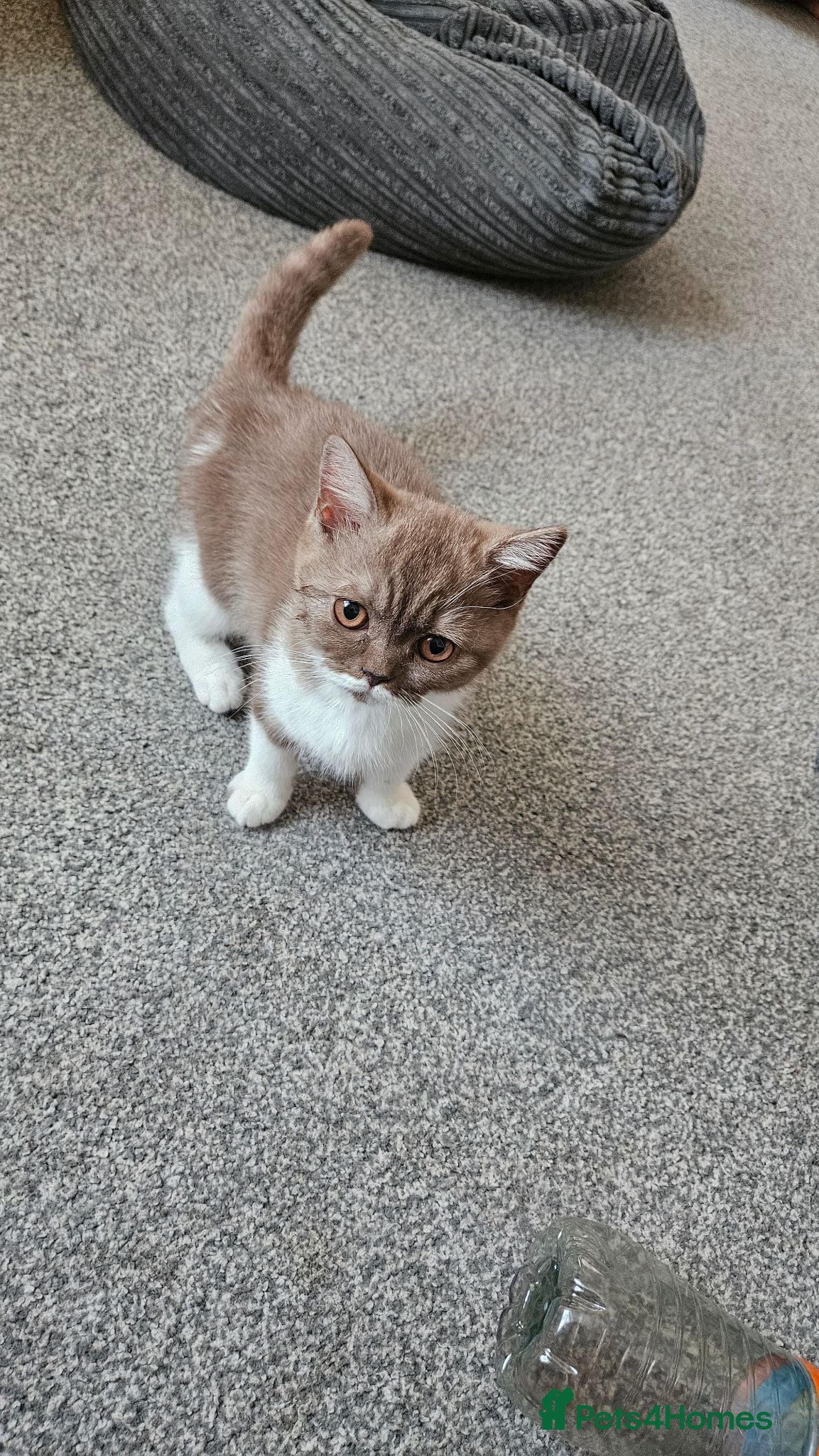 British Shorthair cats LAST BEAUTIFUL BRITISH SHORTHAIR GIRL AVAILABLE - Advert 1