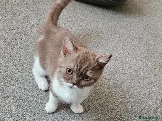 British Shorthair cats LAST BEAUTIFUL BRITISH SHORTHAIR GIRL AVAILABLE - Advert 1