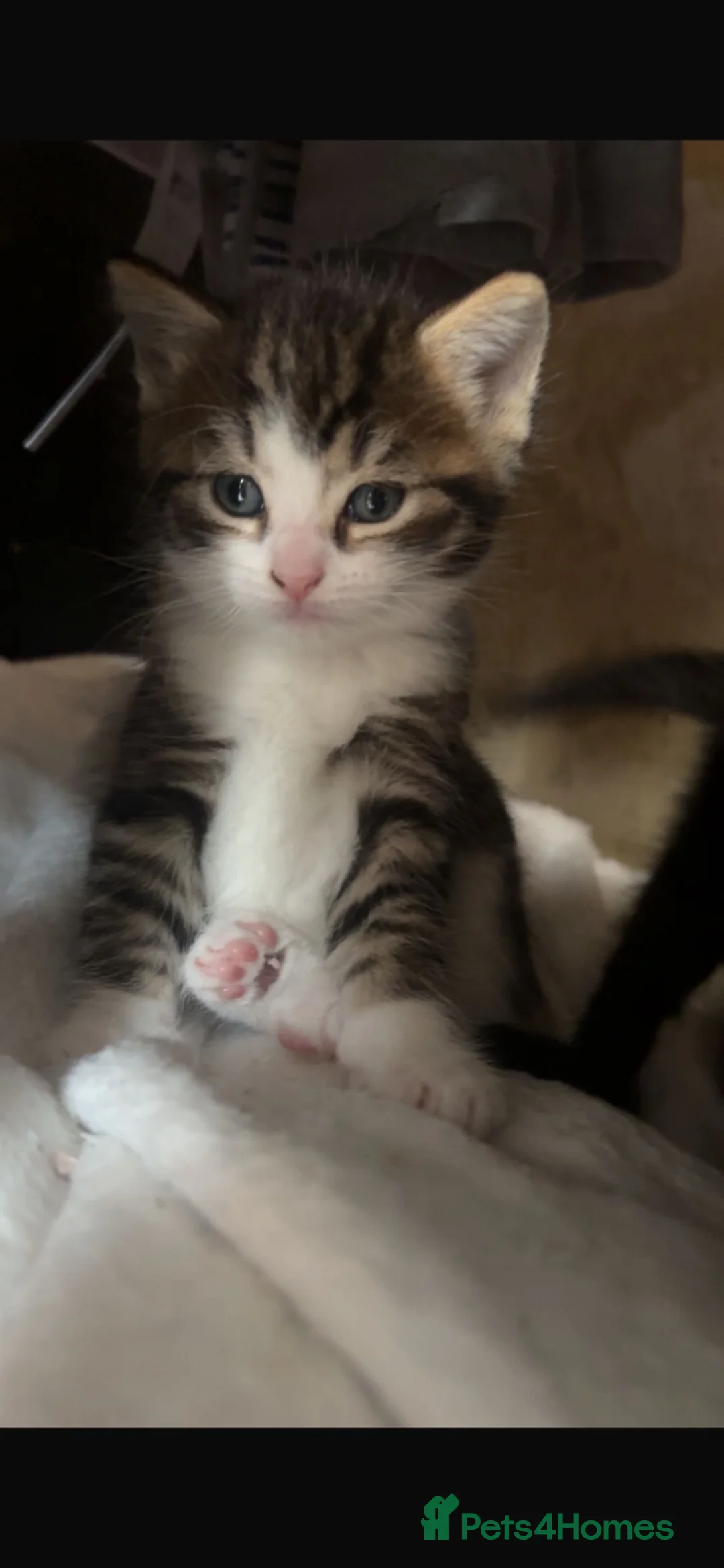 Mixed Breed cats for sale: 2 stunning kittens ready in 4 weeks  in Port Talbot - Advert 2