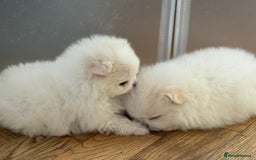 Pomeranian dogs for sale: KC Reg show quality Poms, 5 🌟 homes Only - Image 14