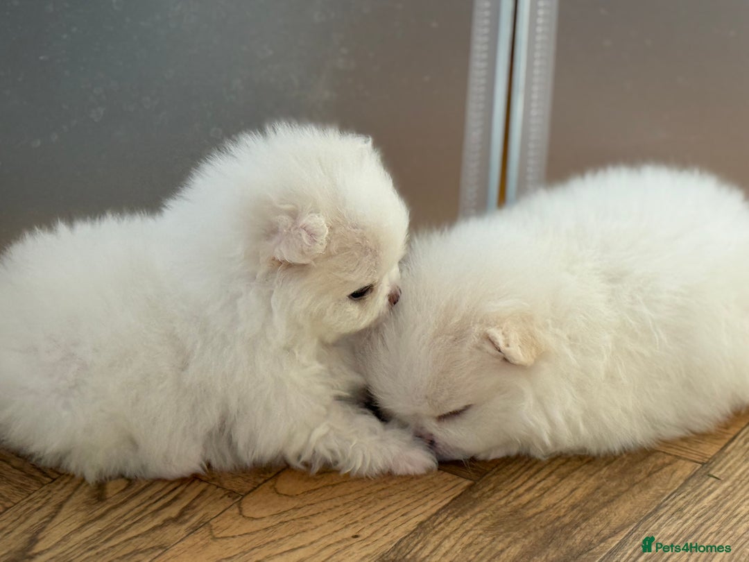 Pomeranian dogs for sale: KC Reg show quality Poms, 5 🌟 homes Only - Image 14