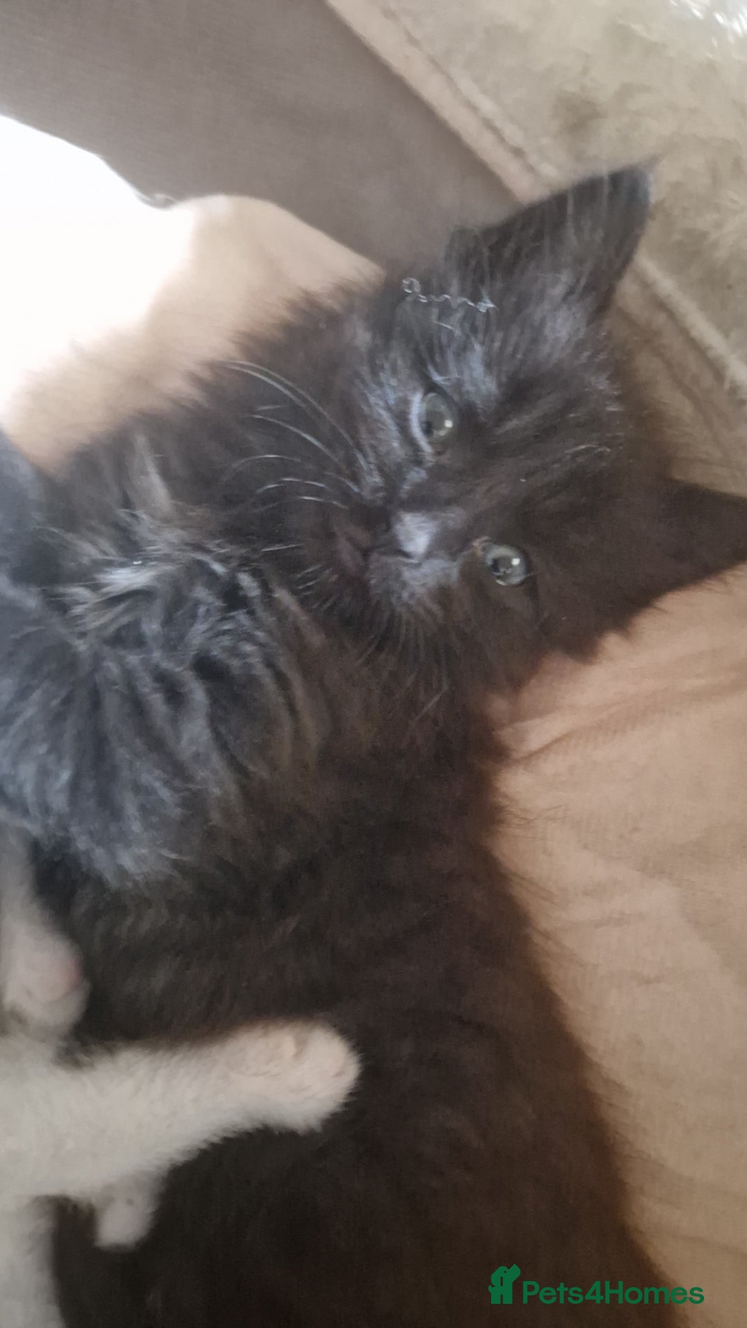 Siberian cats for sale: 2 beautiful black Siberian cross kittens - Image 4
