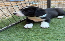 Welsh Corgi Cardigan dogs for sale: Welsh Cardigan Corgis Puppies - Image 7