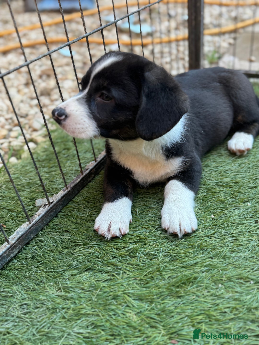 Welsh Corgi Cardigan dogs for sale: Welsh Cardigan Corgis Puppies - Image 7