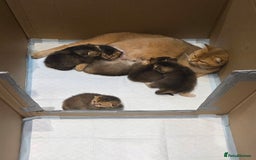 Scottish Fold cats for sale: Scottish Fold Kittens - Image 1