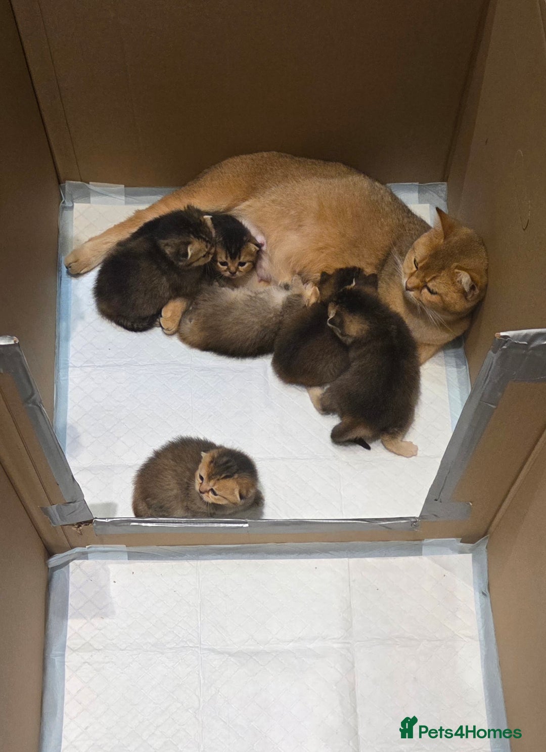 Scottish Fold cats for sale: Scottish Fold Kittens - Image 1