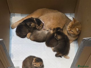 Scottish Fold cats - Advert 2