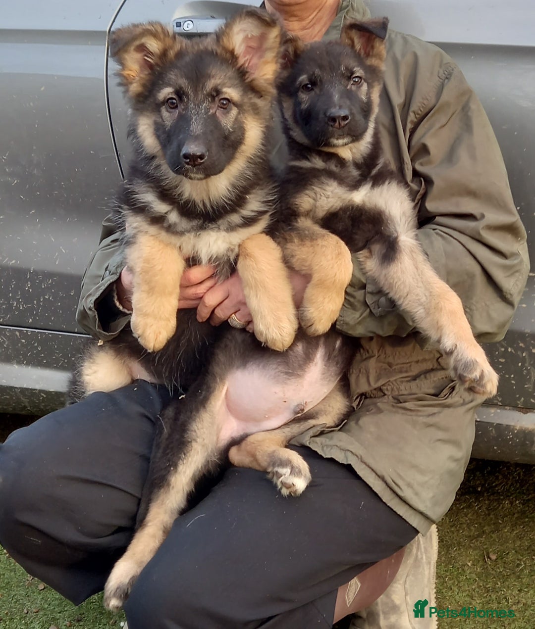 German Shepherd dogs for sale: Outstanding German Shepherd Puppies - Advert 5