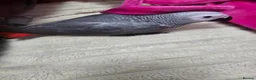 Parrots birds for sale: African grey parrot - Advert 3