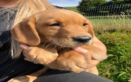 Goldador dogs for sale: Beautiful Chunky Goldador Puppies - Image 18