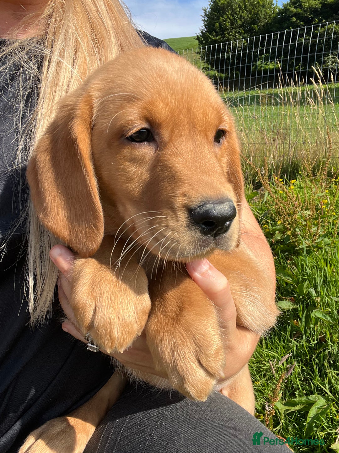 Goldador dogs for sale: Beautiful Chunky Goldador Puppies - Image 18