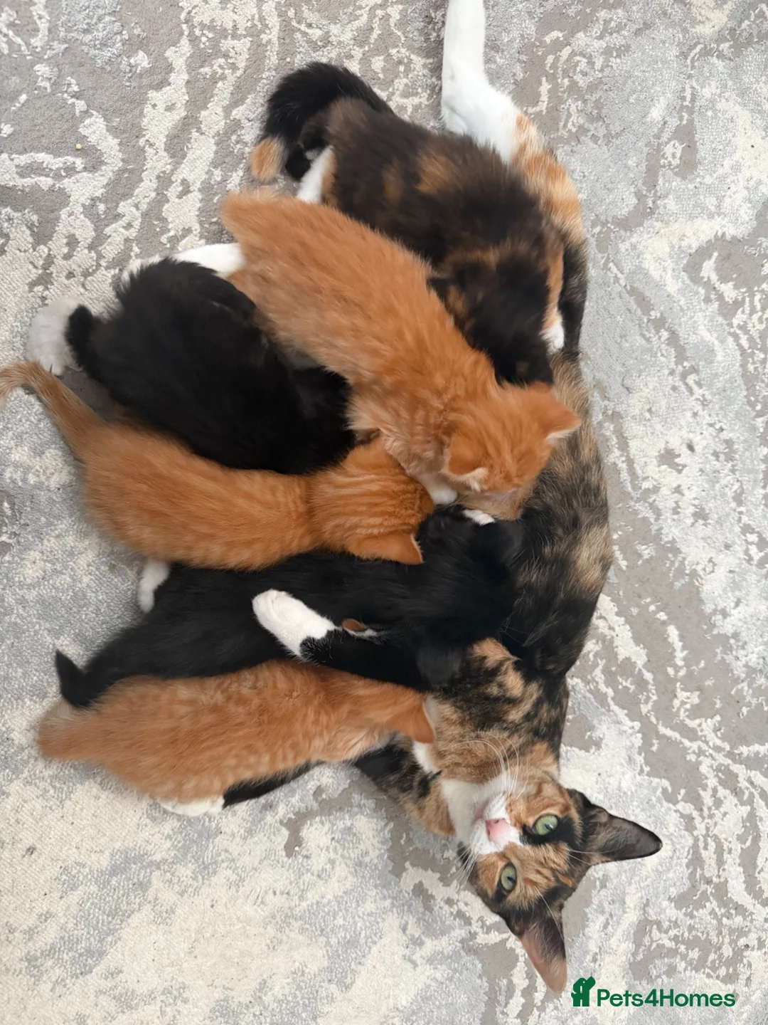 Mixed Breed cats for sale: 6 GORGEOUS HALF-RAGDOLL kittens ❤️ - Advert 14