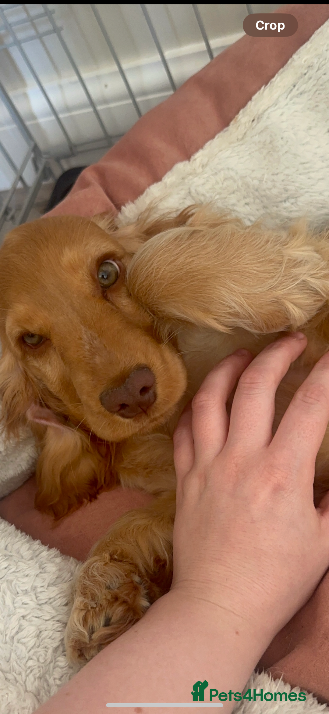 Cocker Spaniel dogs for sale: Fully health tested KC show cocker spaniel  - Image 9