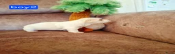 Maltese dogs for sale: Maltes puppies !! - Advert 9
