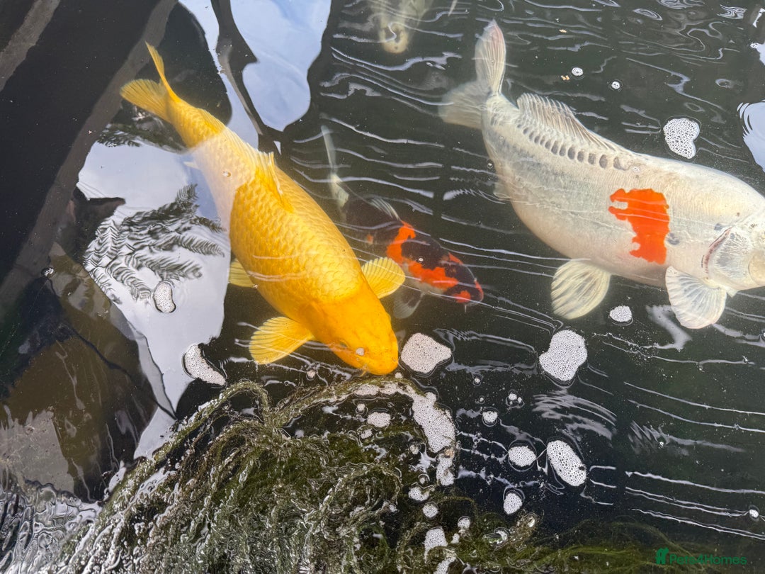 Koi Carp fish for sale: Beautiful Koi Carp looking for new home  - Image 3