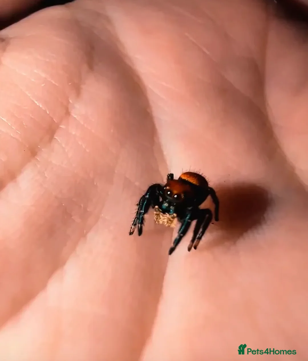 Spiders invertebrates for sale: Phidippus Apacheanus jumping spider - Advert 1