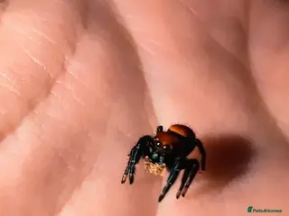 Spiders invertebrates Phidippus Apacheanus jumping spider - Advert 2
