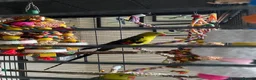 Parrots birds for sale: Regal ,rock pebbler parrots in Rotherham - Advert 18