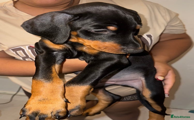 Dobermann dogs - Advert 2