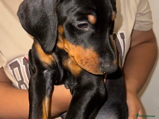 Dobermann dogs - Advert 28